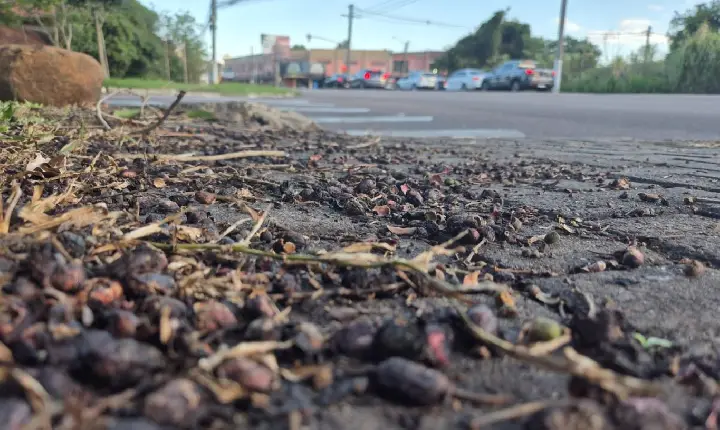 Câmara de Vereadores aprova projeto de lei que proíbe o plantio de árvore de jambolão em Guaíba