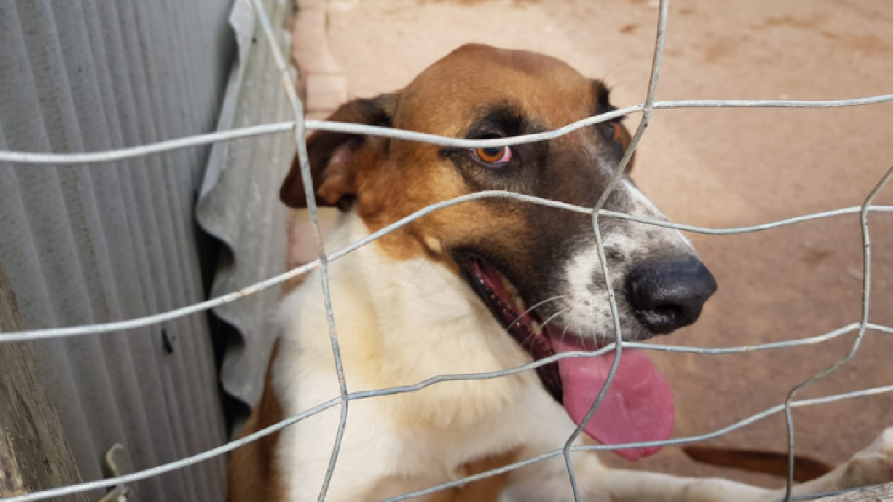 Com contas no vermelho, ASPAG precisa de ajuda para continuar atendendo animais em situação de vulnerabilidade