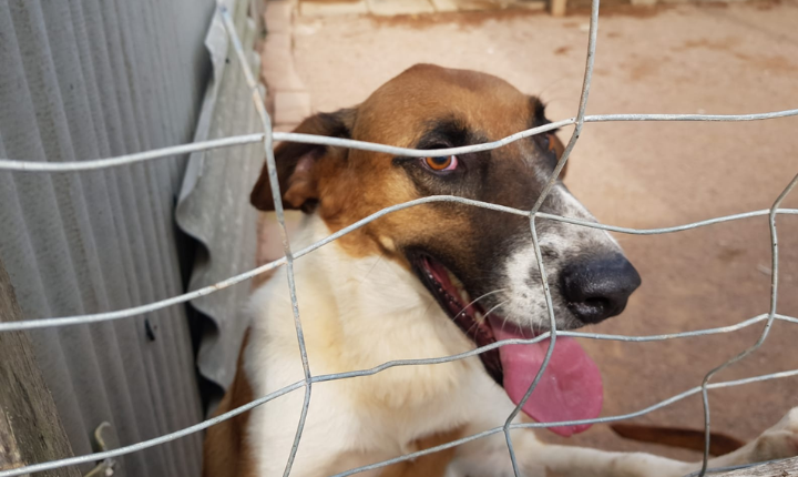 Com contas no vermelho, ASPAG precisa de ajuda para continuar atendendo animais em situação de vulnerabilidade