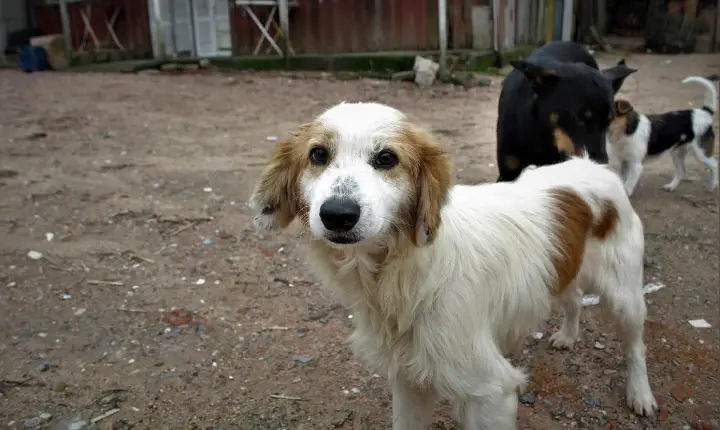 Com contas no vermelho, ASPAG precisa de ajuda para continuar atendendo animais em situação de vulnerabilidade
