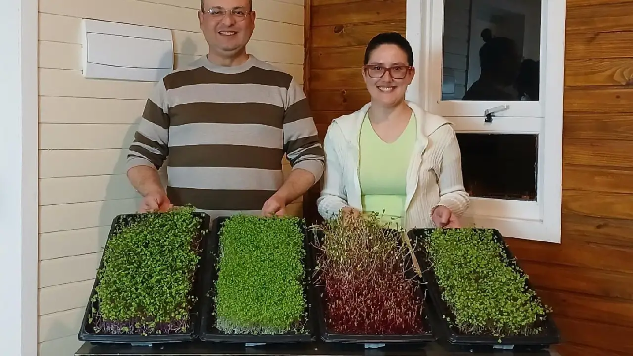 Empreendimento de Guaíba aposta na produção artesanal de microverdes