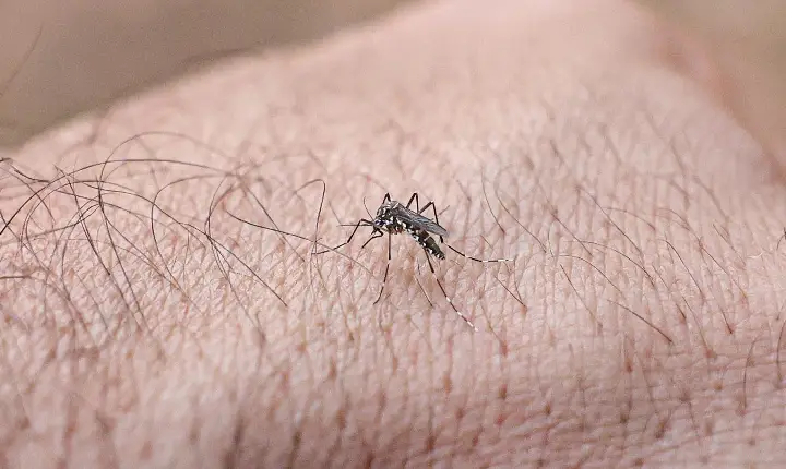 Guaíba registra o menor número de casos de dengue em sete anos; Brasil tem queda de 75%