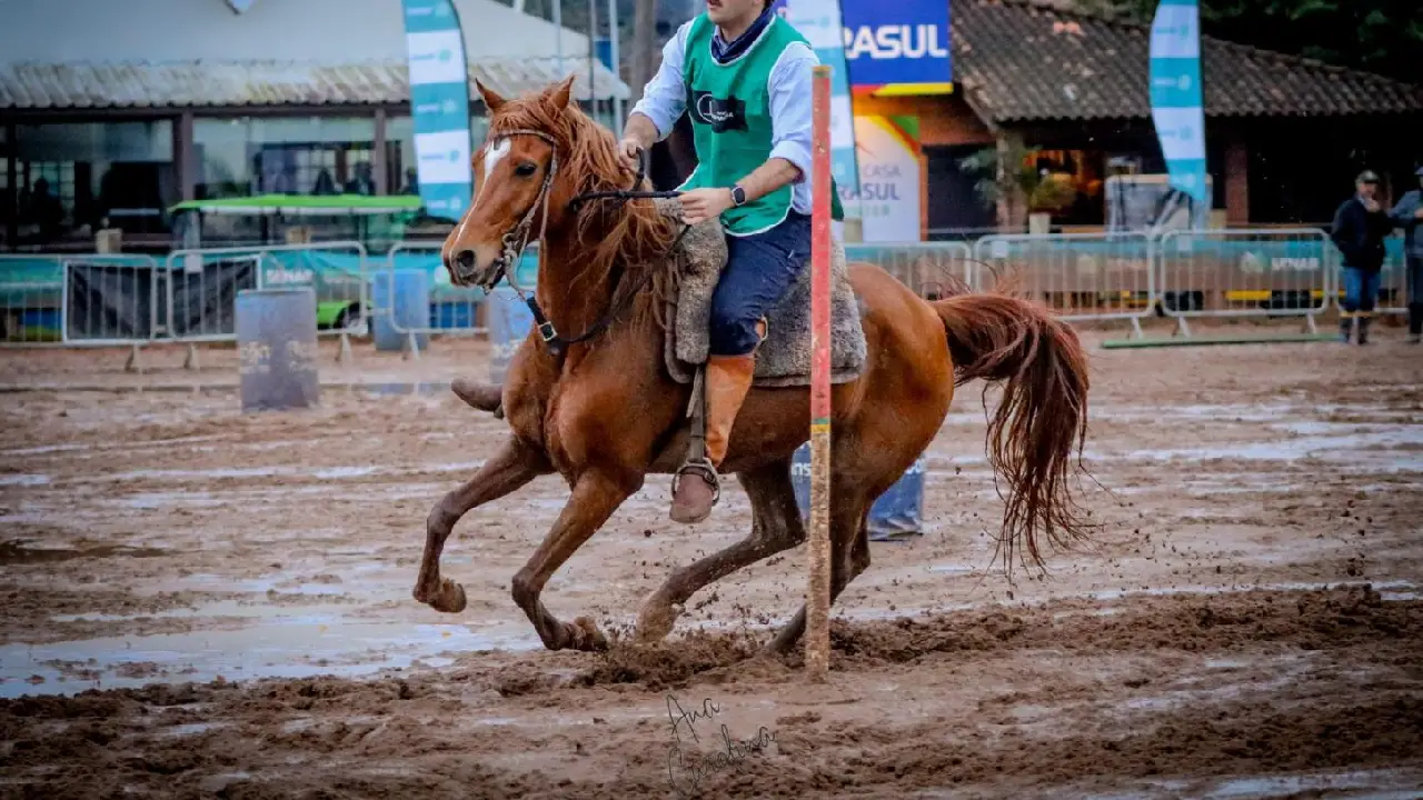 Guaíba se destaca em provas de cavalos árabes da Expointer, em Esteio