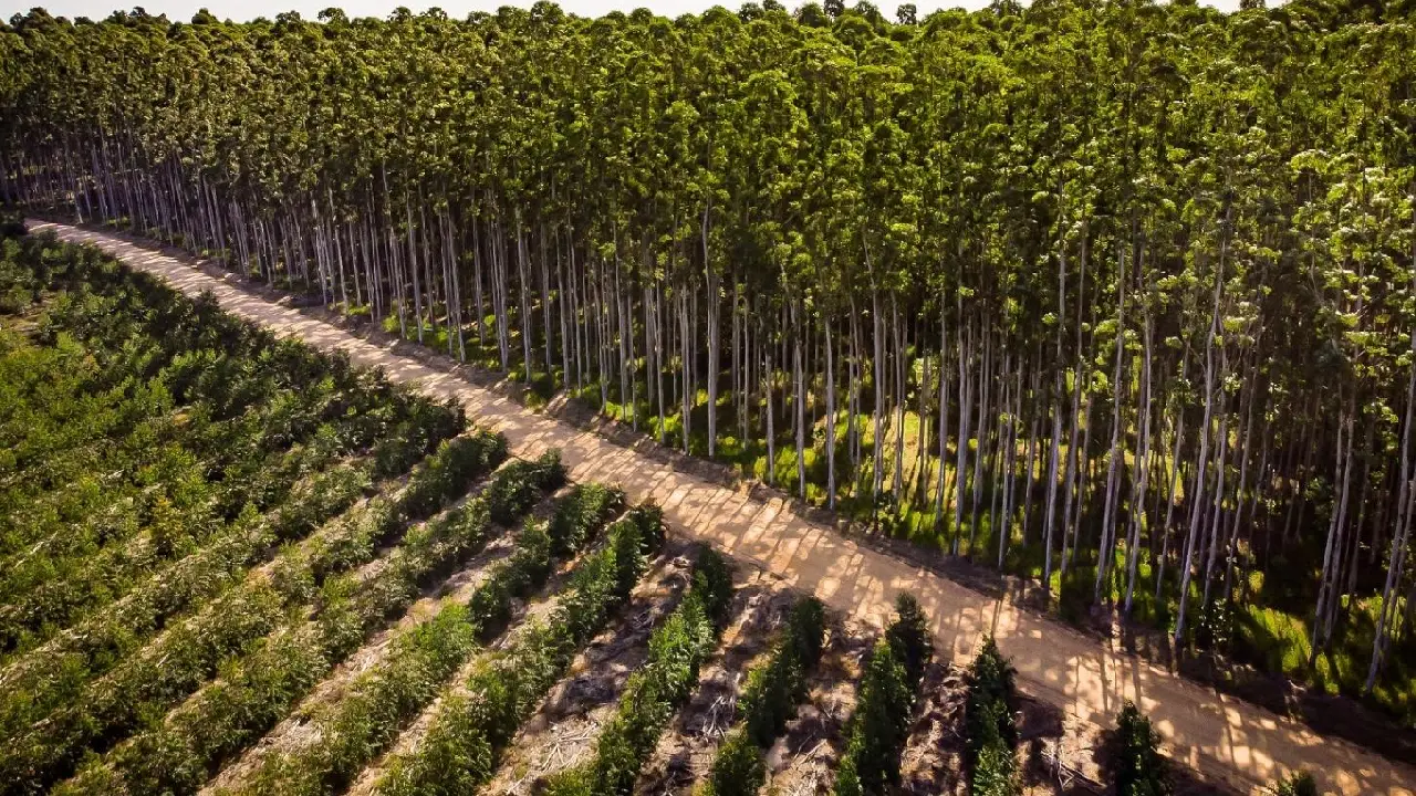 Relatório de sustentabilidade da CMPC destaca mais de 425 mil hectares de conservação na América do Sul