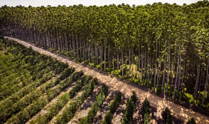 Relatório de sustentabilidade da CMPC destaca mais de 425 mil hectares de conservação na América do Sul