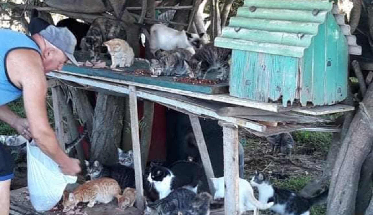 Protetores acham mais de 100 gatos abandonados e fazem campanha para ajudar