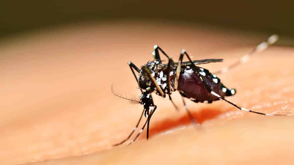 Três guaibenses foram diagnosticados com dengue em 2020