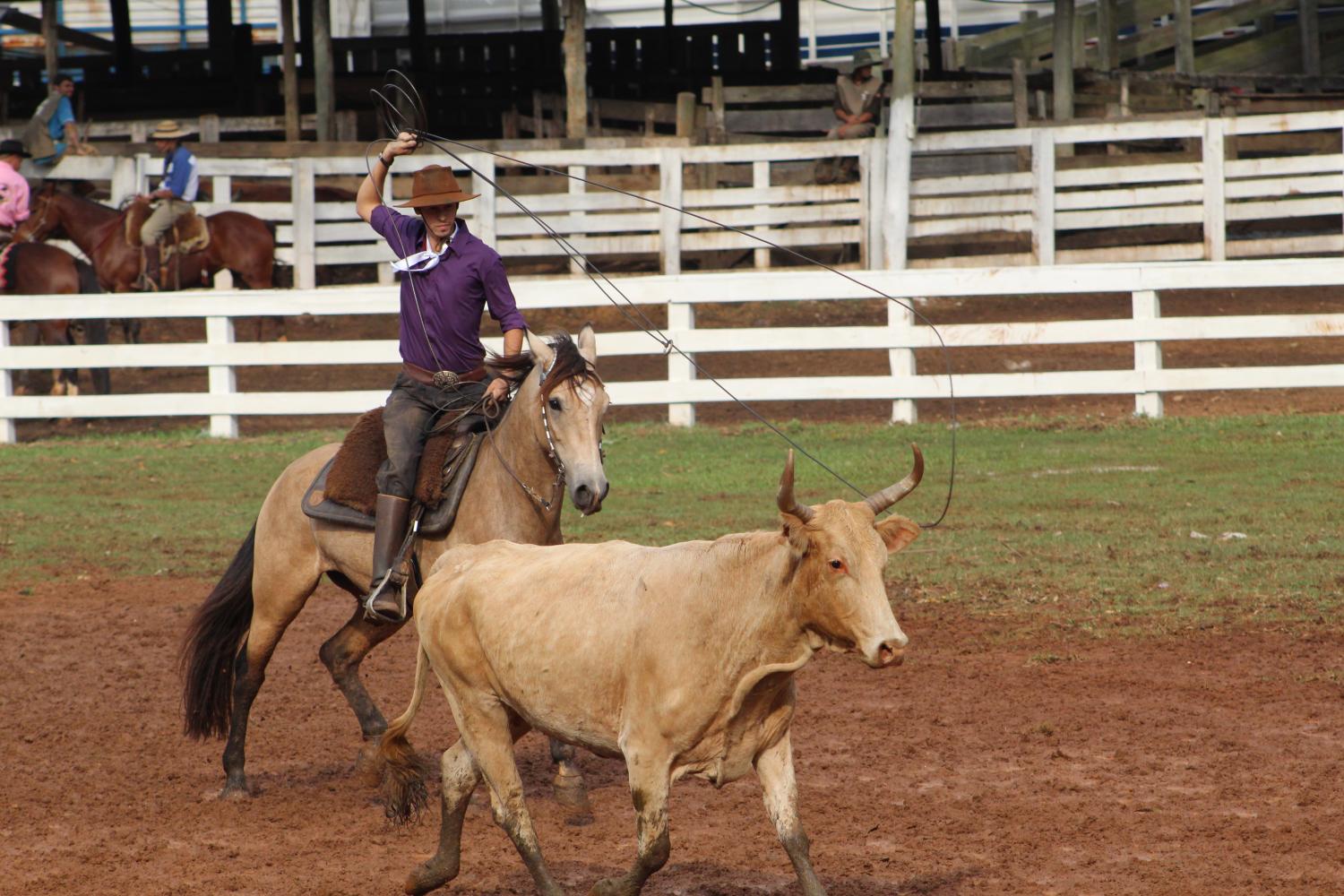 Rodeio em tempos de pandemia