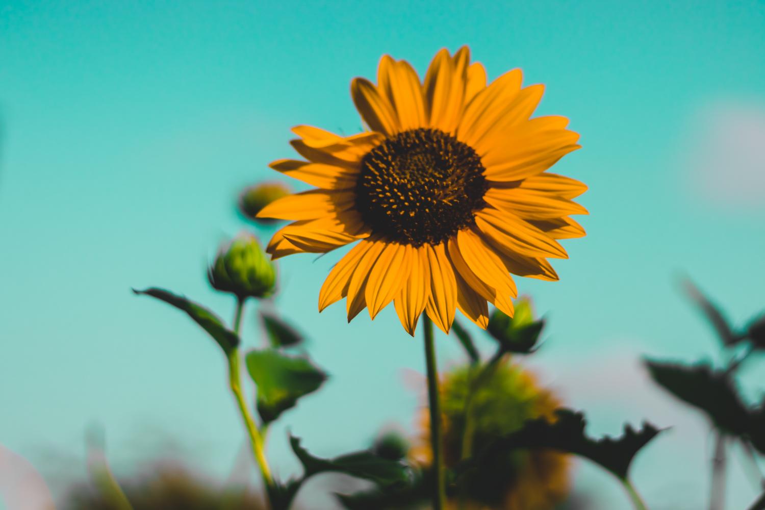 Setembro amarelo: uma campanha necessária