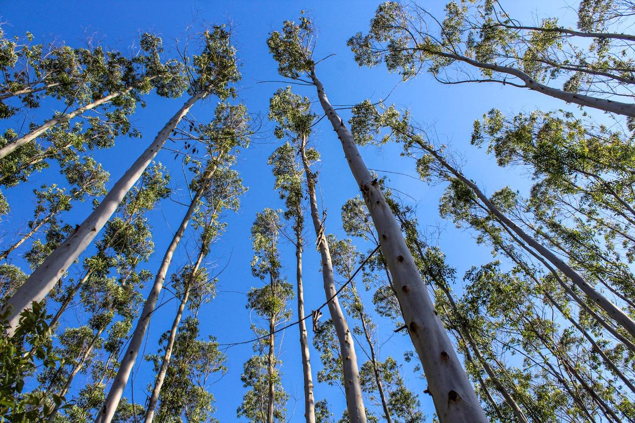 CMPC é premiada como uma das empresas florestais mais sustentáveis do mundo