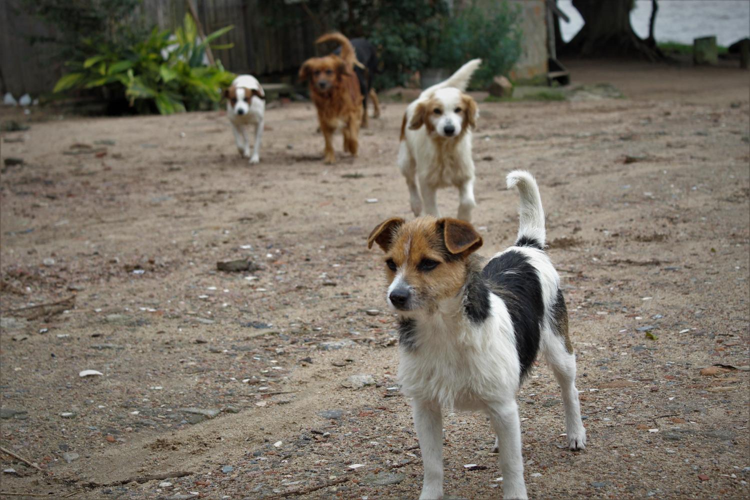 Protetores se preocupam com destino de animais em área invadida na Praia da Alegria