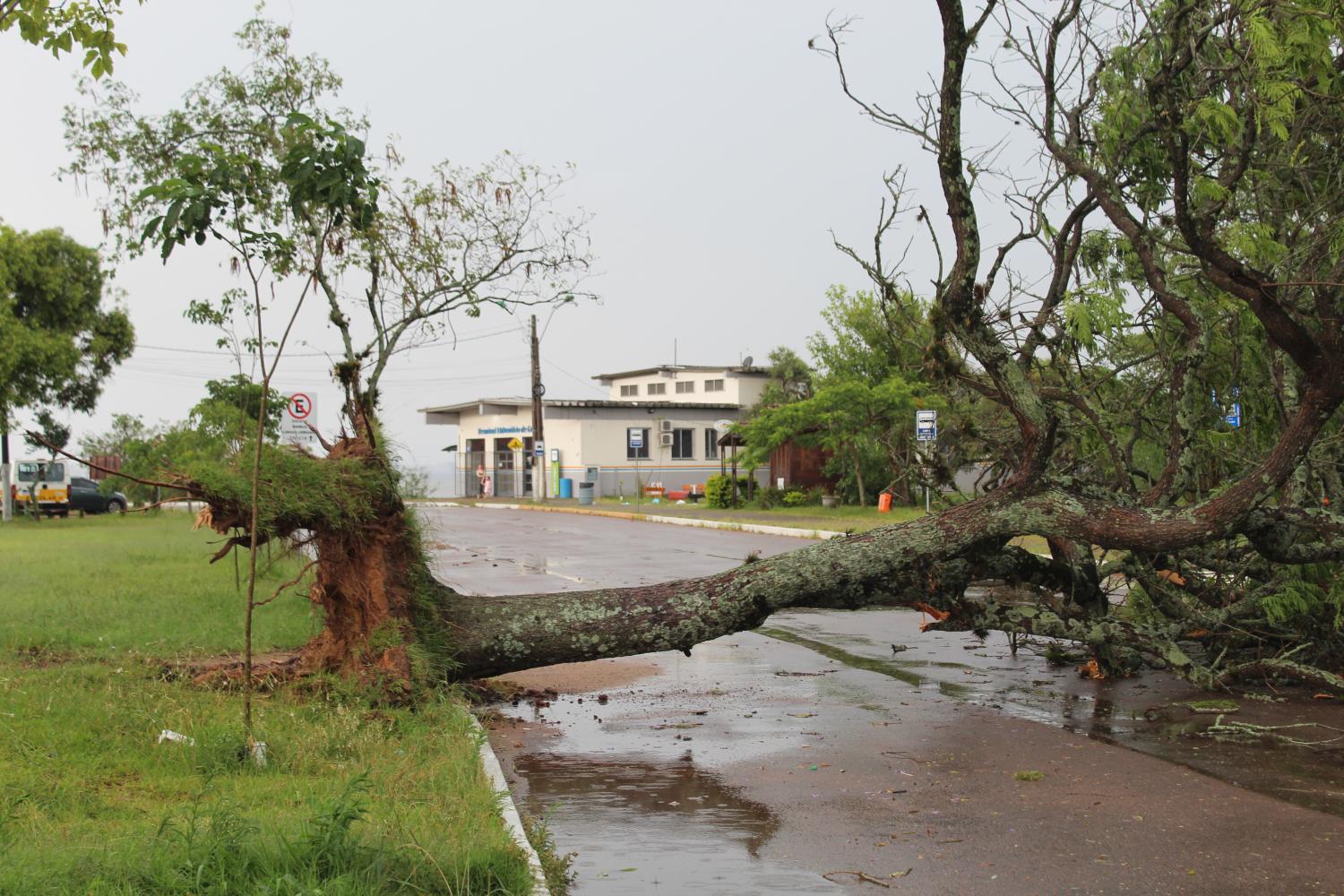 Forte chuva derruba árvores e bloqueia diversas ruas de Guaíba