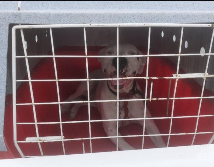 Protetores independentes denunciam homem por abuso de animais, no Bom Fim Velho