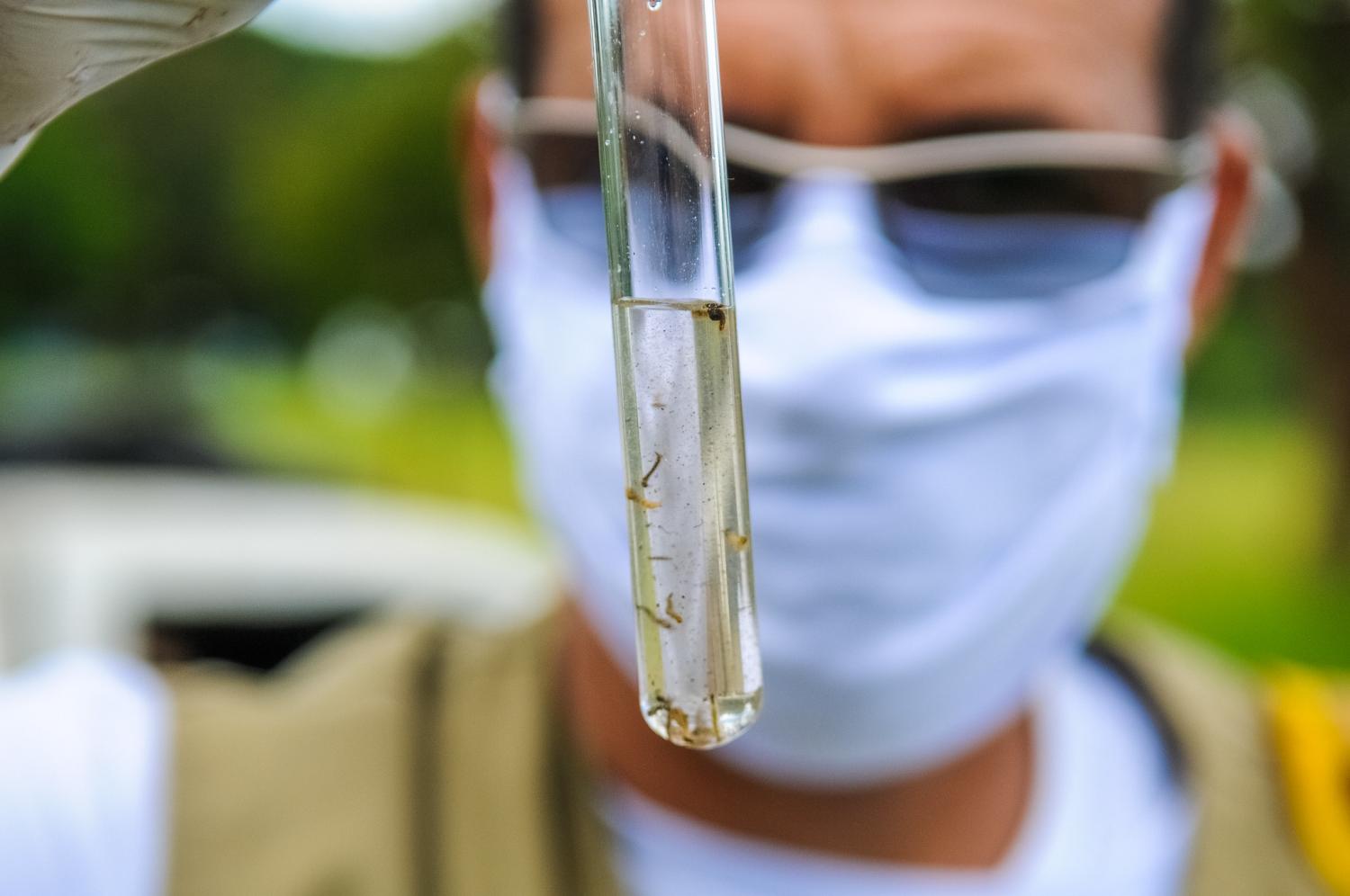 Guaíba registra quase 1 mil focos do mosquito da dengue; especialistas mostram preocupação