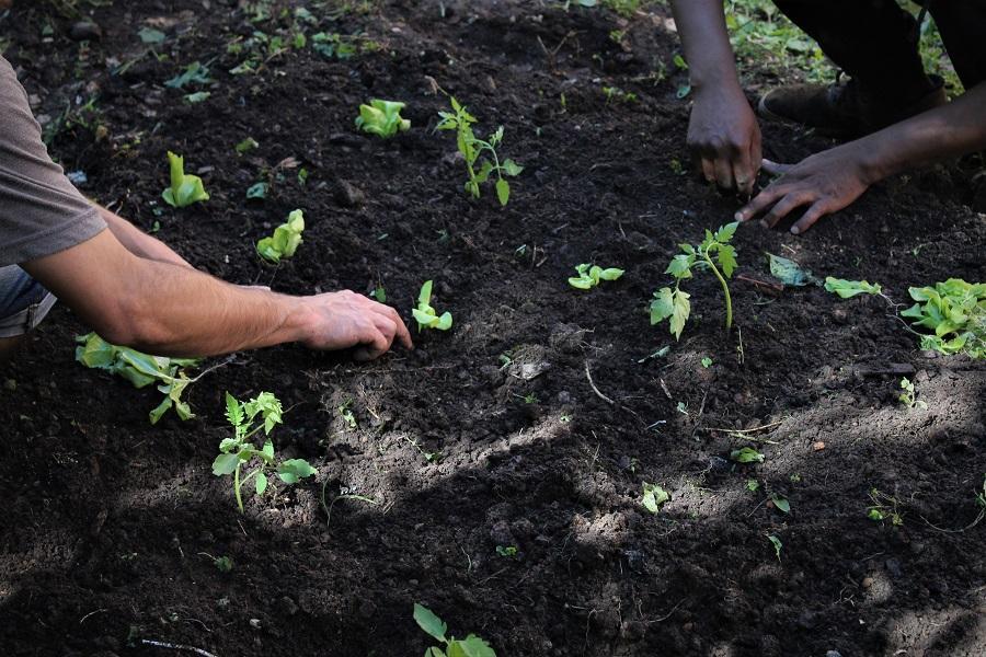 Guaíba Park distribuirá 3 mil mudas de árvores neste sábado, dia do Meio Ambiente