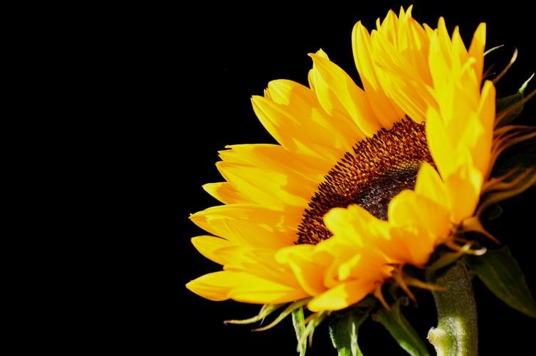 Setembro Amarelo: falar sobre suicídio é importante