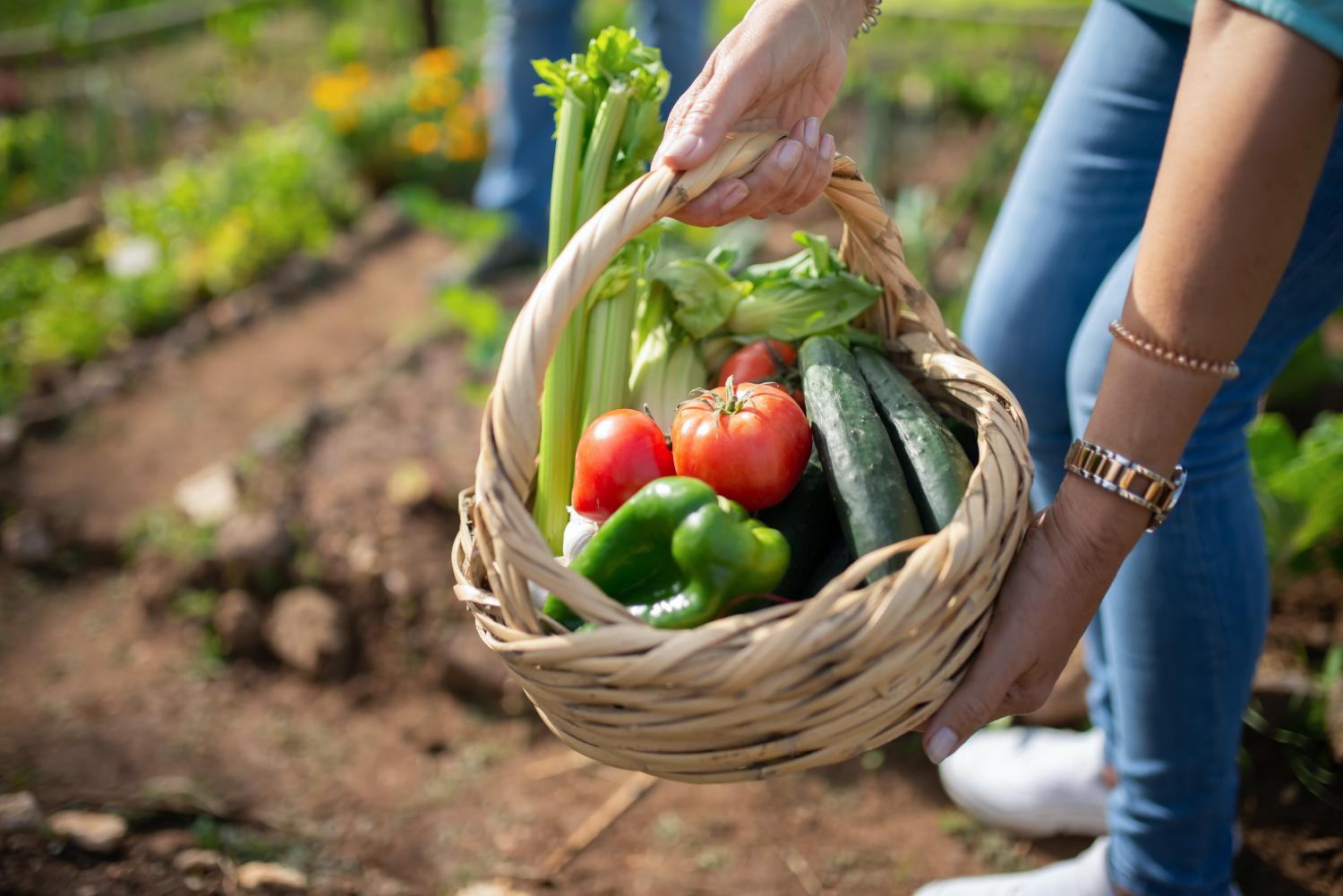 Dia mundial da alimentação