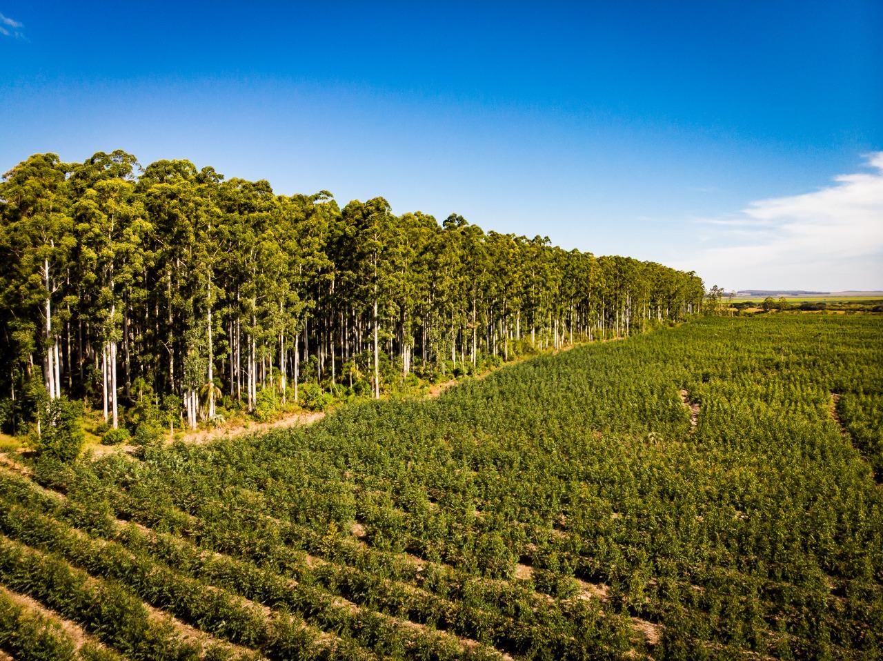 CMPC lança programa de fomento florestal RS+Renda