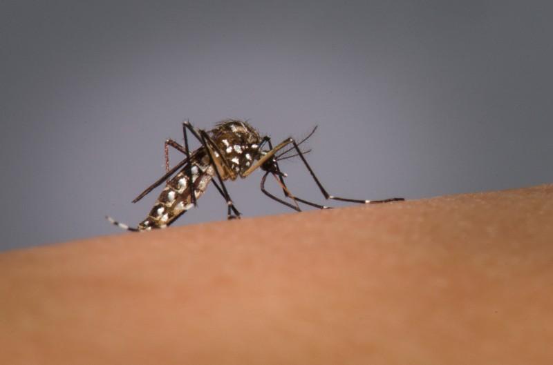 Estado entra em alerta máximo contra a dengue; Guaíba tem 31 casos suspeitos e um confirmado