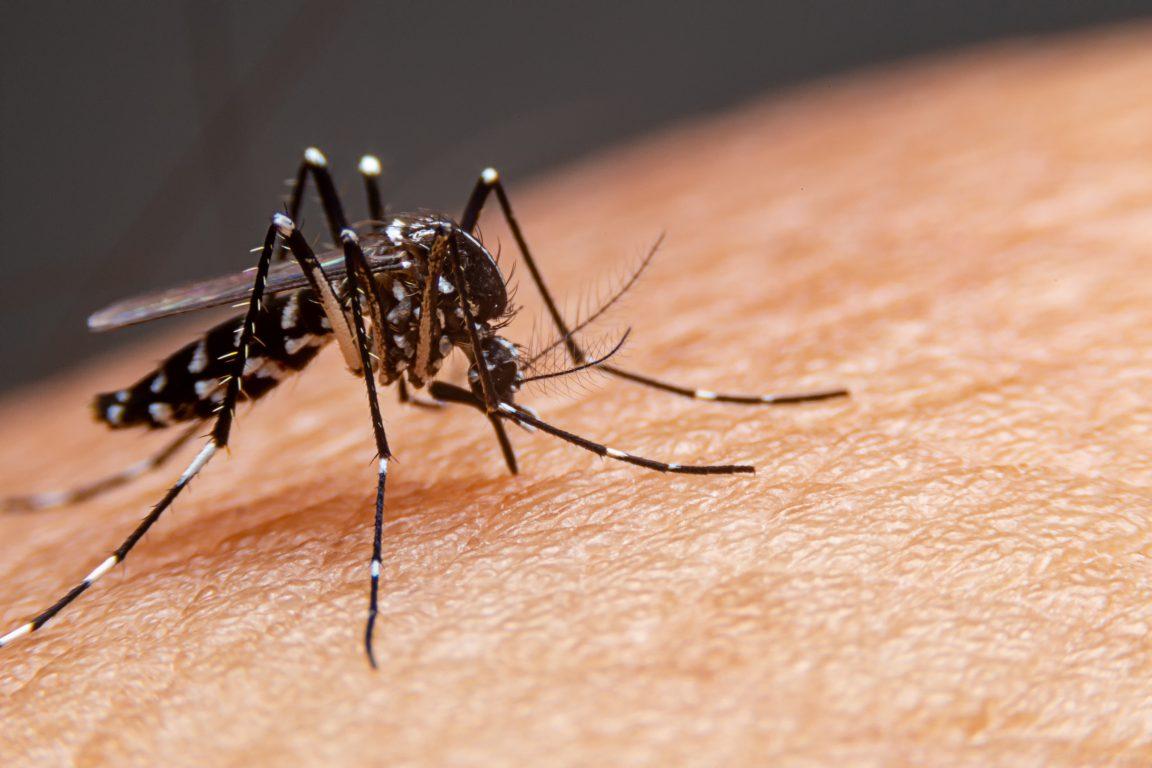 Casos de dengue em Guaíba voltam a aumentar e total chega a 14