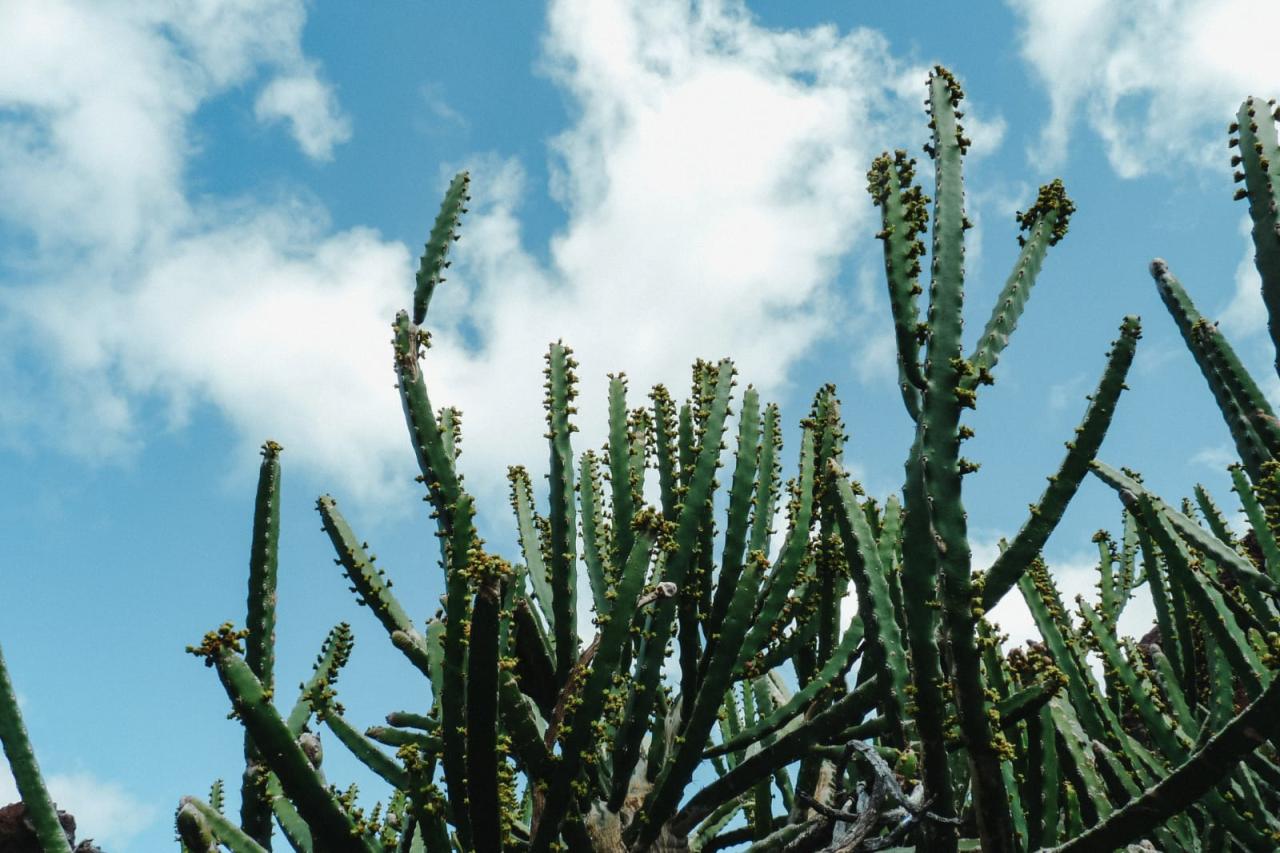 Certos jardins