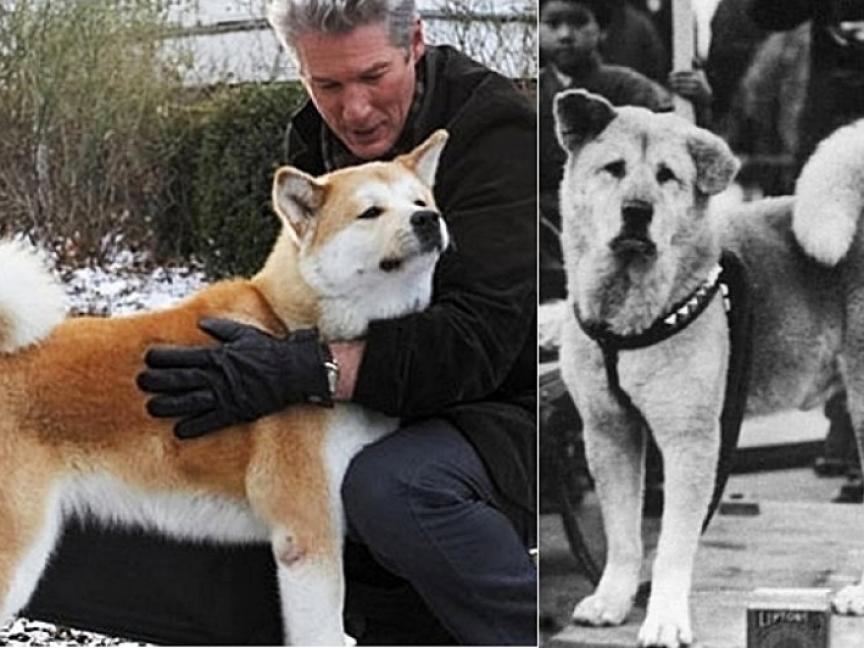 Hachiko, o cão japonês símbolo da lealdade