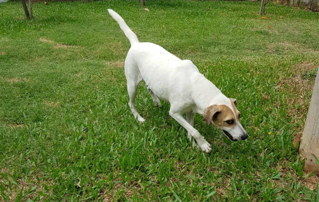 Cachorro morre com barulho dos fogos de artíficio na São Jorge; veja como proteger animais no réveillon