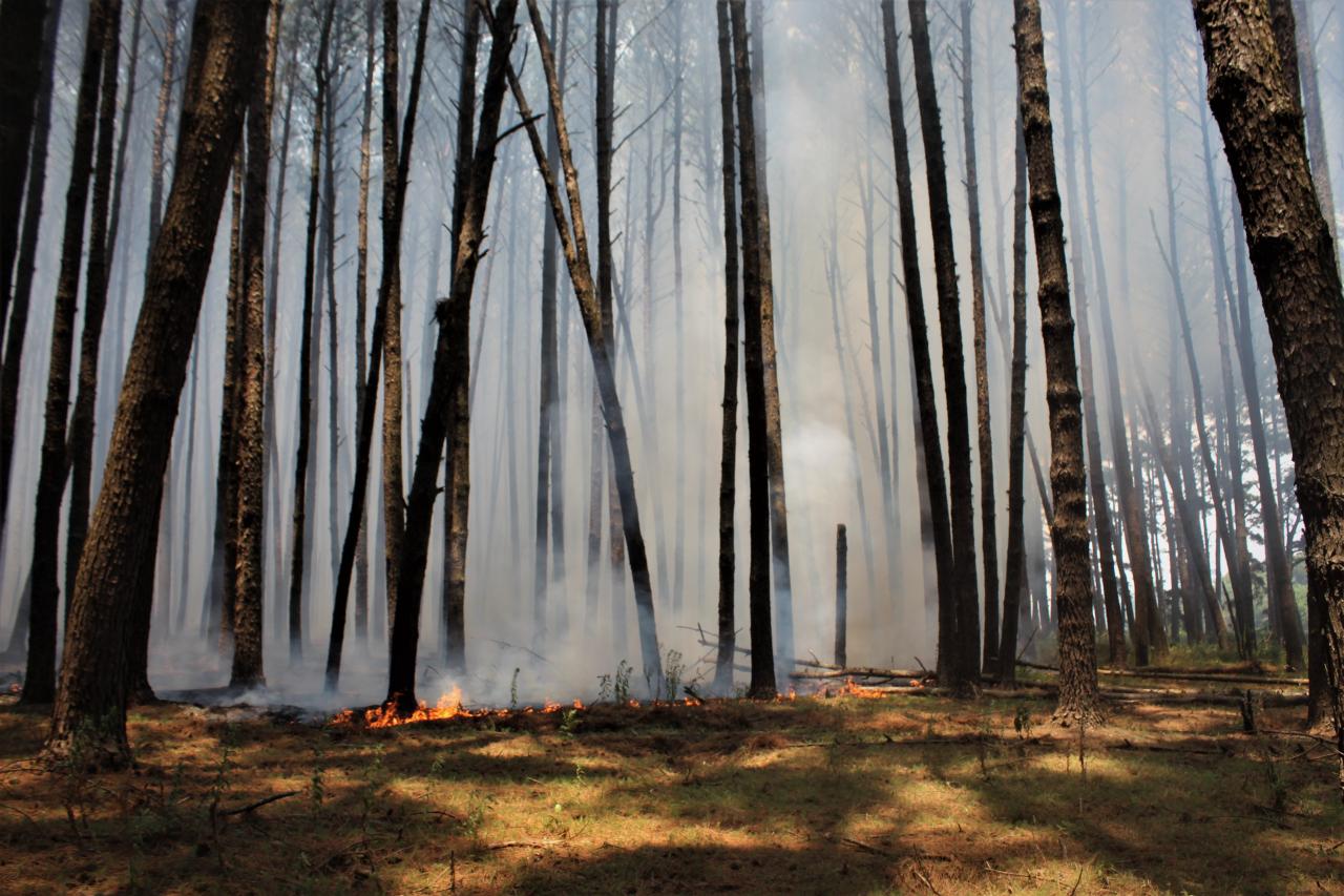 Incêndio na área florestal da Santa Rita é controlado depois de três dias