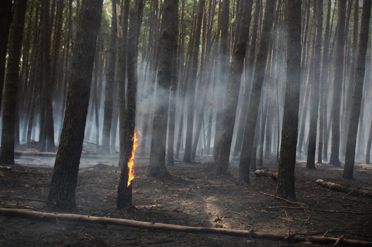 Bombeiros atuam diariamente no combate à incêndios na área florestal da Santa Rita