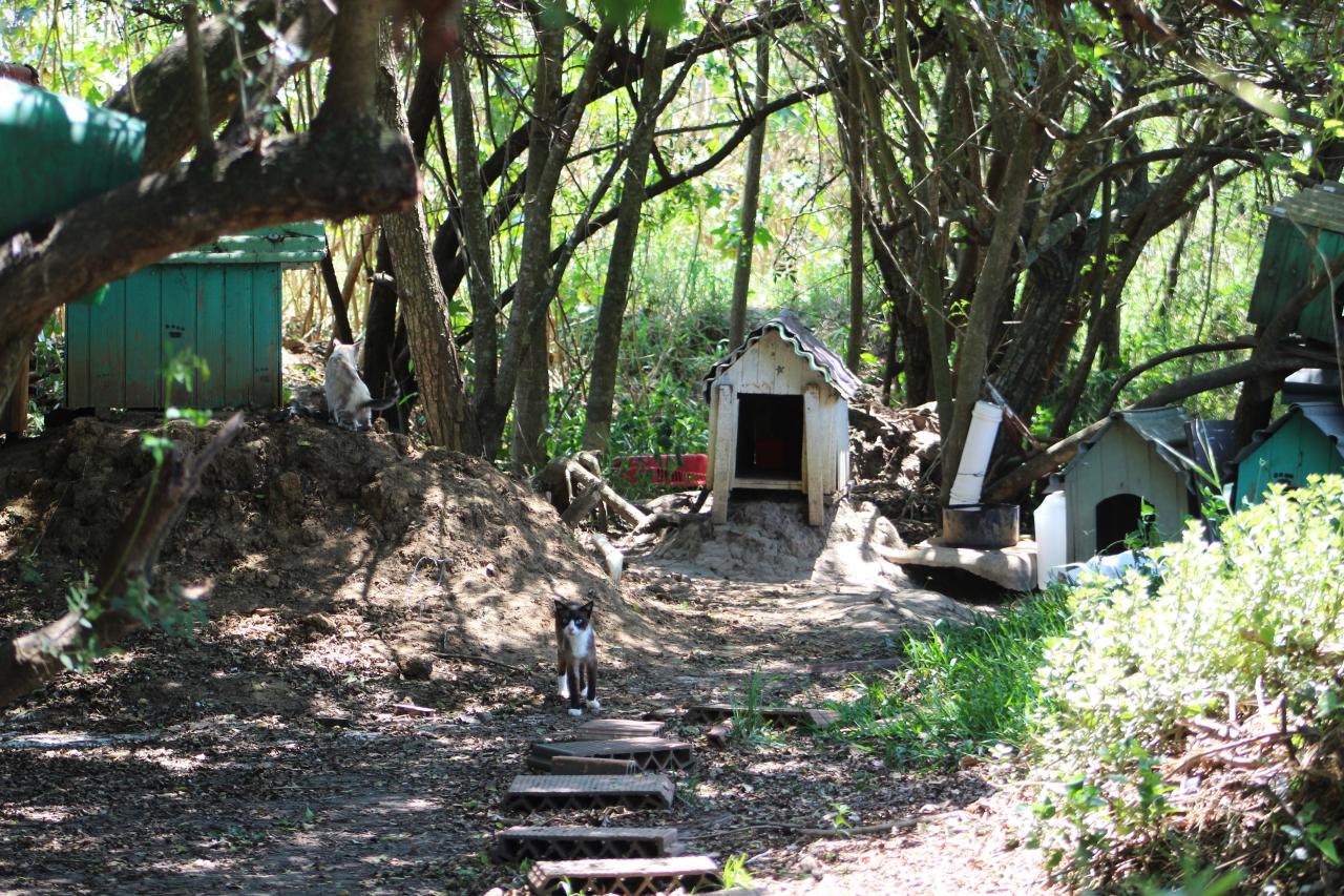 De quase 200, mais da metade dos “gatos da colônia” foram doados em sete meses