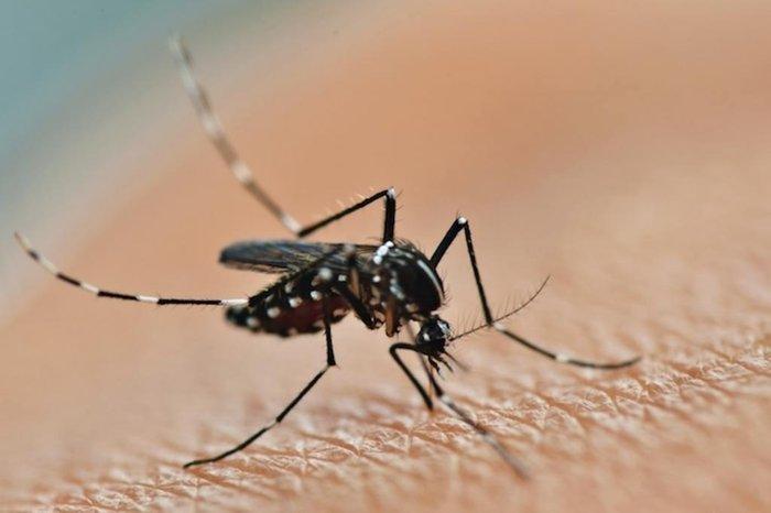 Guaíba confirma quatro casos de dengue em uma semana; veja os principais sintomas da doença