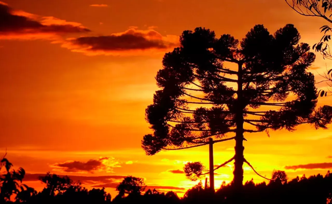 Já comprou pinhão esse ano?