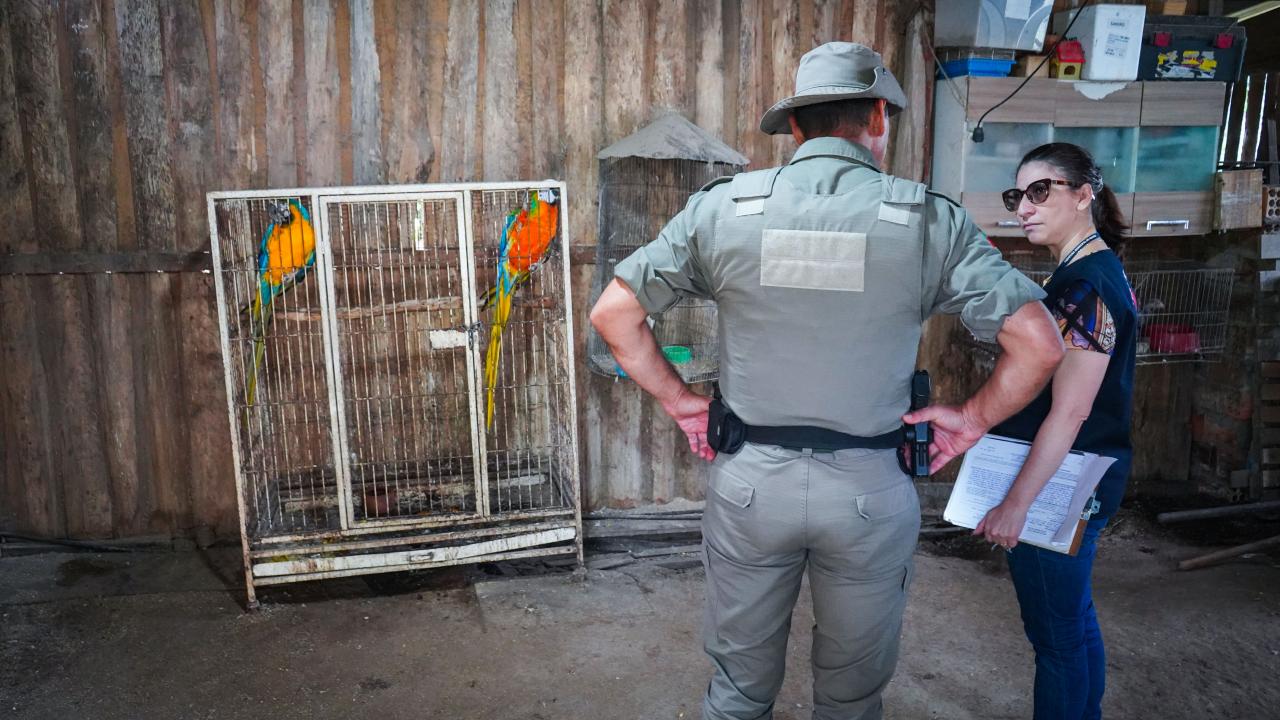 Prefeitura e Brigada Militar apreendem aves silvestres em Guaíba