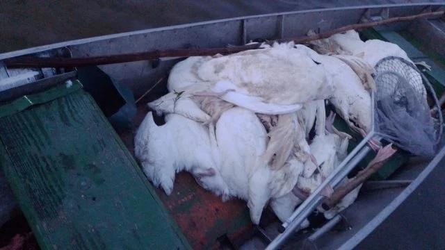 A gripe aviária chegou no Rio Grande do Sul, e agora?