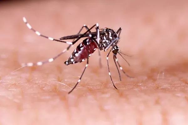 Guaíba contabiliza 11 casos confirmados de dengue desde o início de 2023