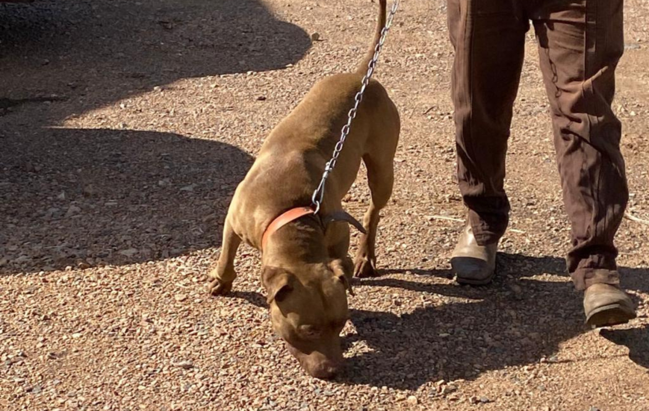 Secretaria de Bem-Estar Animal lança projeto de adoção 