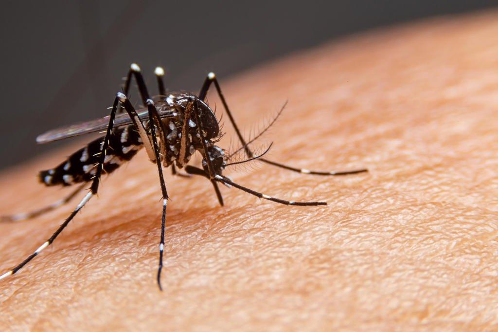Guaíba confirma os primeiros casos de dengue e chikungunya de 2024