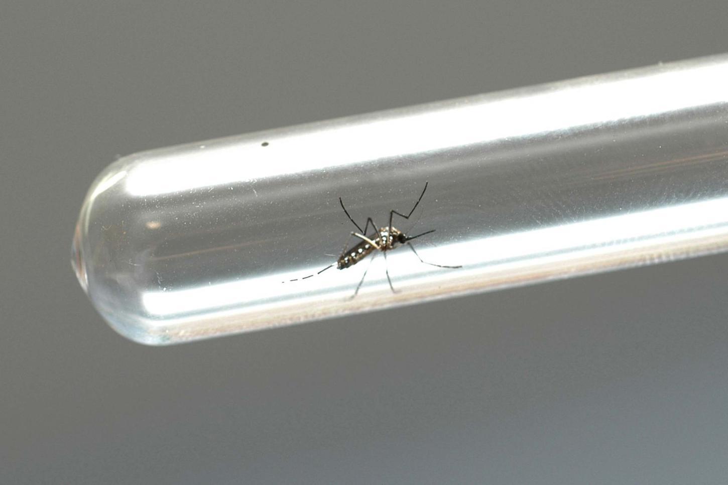 Bairro Jardim dos Lagos registra cinco dos 13 casos confirmados de dengue em Guaíba