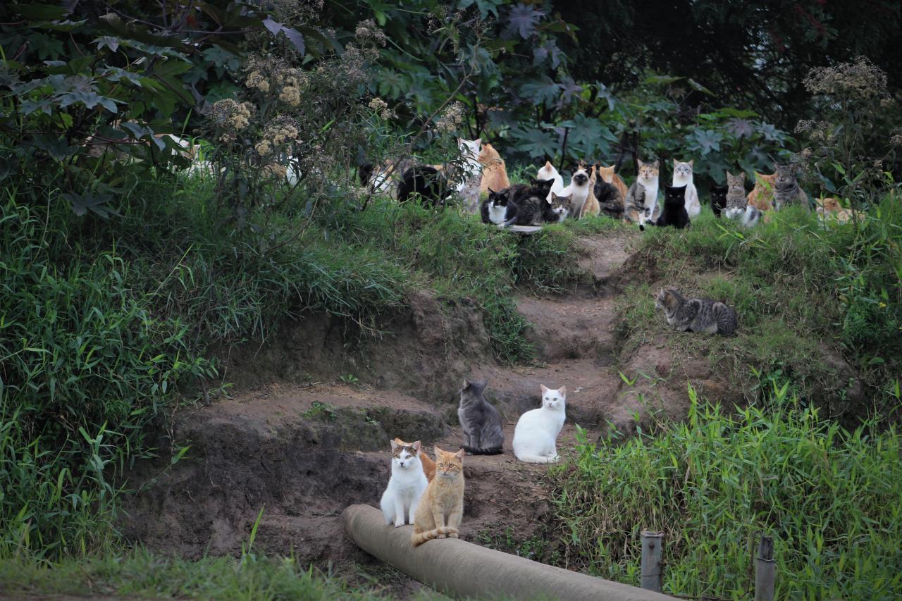 Voluntárias resgatam o último gato de uma colônia que já teve quase 200 felinos em Guaíba