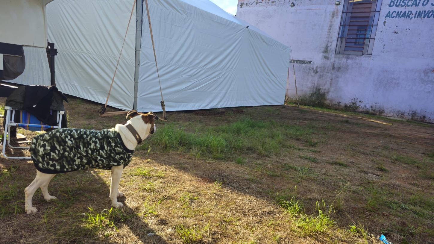 Influenciador Felipe Neto doa R$ 80 mil para construção de abrigo de animais em Guaíba
