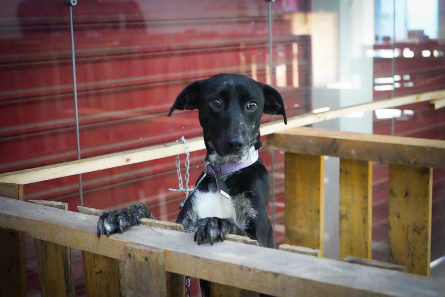 Quase dois meses após a enchente, Guaíba ainda tem cerca de 150 cães em abrigos temporários