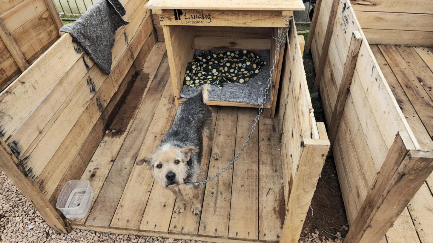 Abrigo SOS Pets encerra atividades depois de atender mais de 100 animais resgatados na enchente