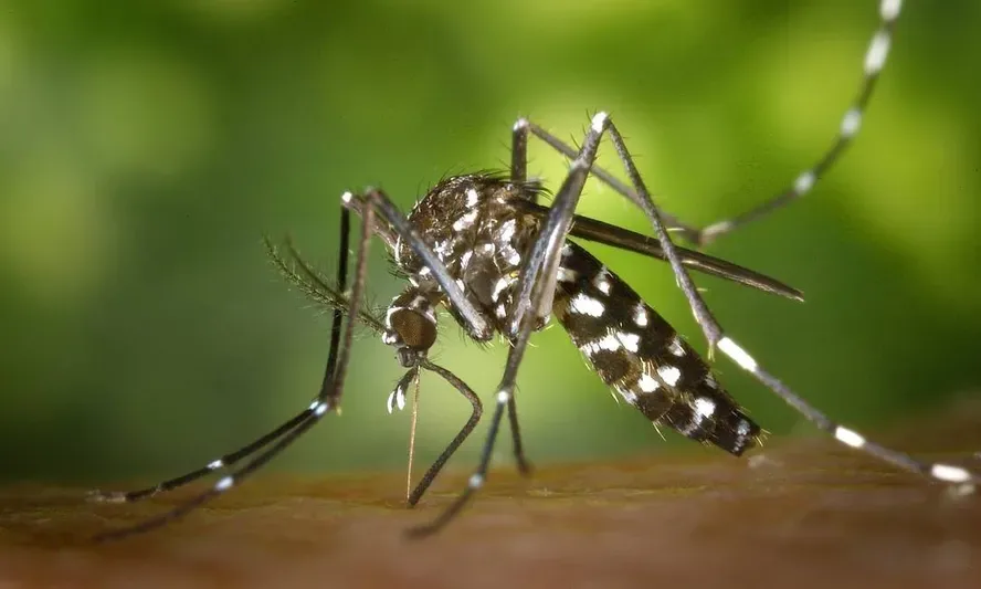 Com aumento expressivo nos últimos anos, Guaíba registra dois casos confirmados de dengue em janeiro