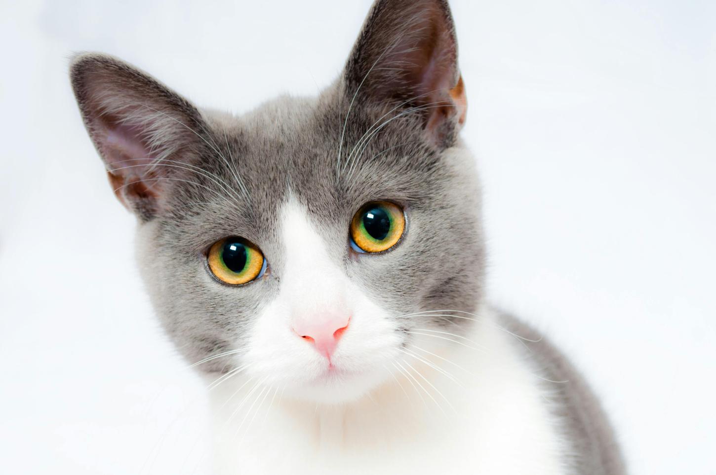 17 de fevereiro: Dia Mundial do Gato