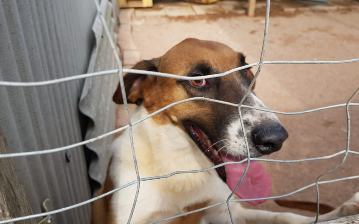 Com contas no vermelho, ASPAG precisa de ajuda para continuar atendendo animais em situação de vulnerabilidade