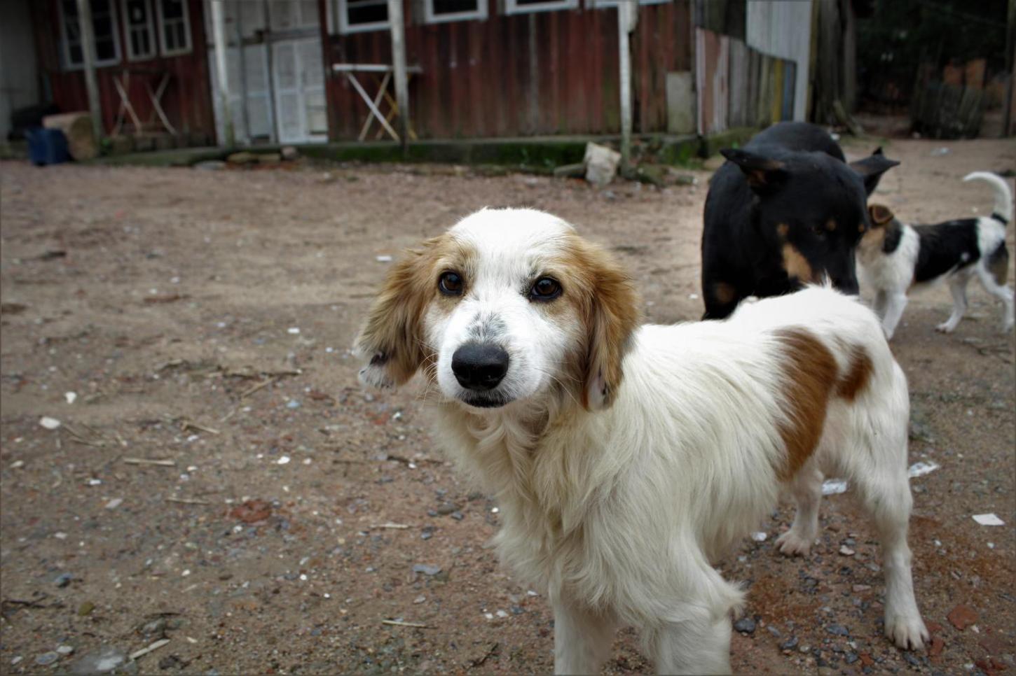 Com contas no vermelho, ASPAG precisa de ajuda para continuar atendendo animais em situação de vulnerabilidade